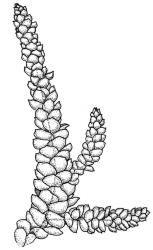 Camptochaete arbuscula var. tumida. Branch detail. Drawn from E.M. Chapman s.n., 11 Dec. 1971, CHR 163840.
 Image: R.C. Wagstaff © New Zealand Institute for Bioeconomy Science 2026 CC-BY 3.0 NZ